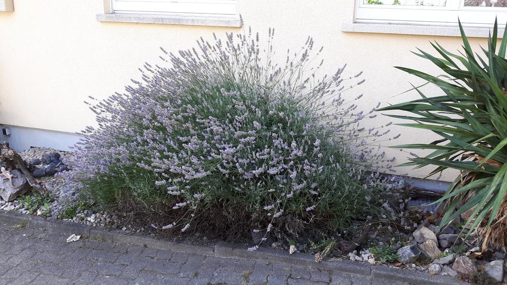 Appartement Winzerhof Senn à Vogtsburg im Kaiserstuhl Extérieur photo